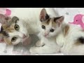 子猫を抱きしめ続け、決してミルクを与えようとしなかった母猫。それを育児放棄と判断した女性は、数日後、その間違いに気付かされる。【猫にまつわる感動話】 #子猫 #感動 #感動する話 #家族 #cat