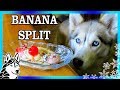 DIY BANANA SPLIT FOR DOGS | DIY Dog Treats | Snow Dogs Snacks 75