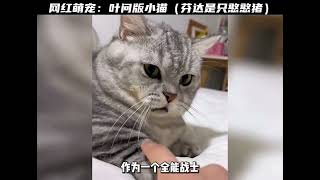 网红萌宠一代宗师叶问版小猫你见过吗你会喜欢这样的小猫吗