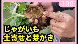 ジャガイモの育て方 プランターや鉢の土寄せと芽かき 園芸 ガーデニング 家庭菜園ｂｙ園芸チャンネル 199 Youtube