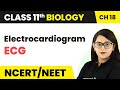 Electrocardiogram (ECG) - Body Fluids and Circulation | Class 11 Biology/NEET-AIIMS