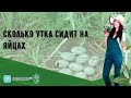 Сколько утка сидит на яйцах