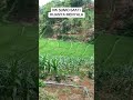 PESONA NK SUMO SAKTI #pertanian #perkebunan #jagung