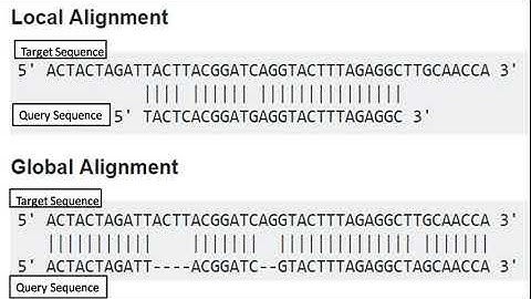 Local Vs Global Sequence Alignment
