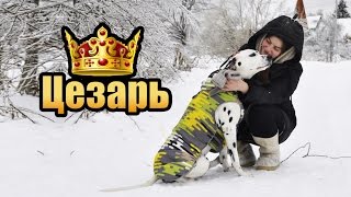 ЦЕЗАРЬ. Наша собака. Далматинец ЦЕЗАРЬ. Наша собака. Далматинец