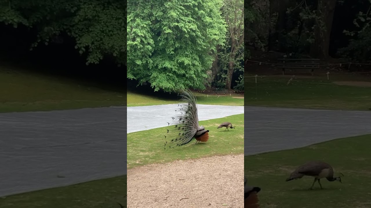 Peacock REJECTED by pea hen 
