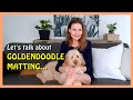 Top 6 GOLDENDOODLE MATTING &quot;Blind-spots&quot; | Goldendoodle Brushing Guide