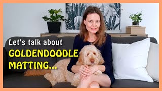 Top 6 GOLDENDOODLE MATTING &quot;Blind-spots&quot; | Goldendoodle Brushing Guide