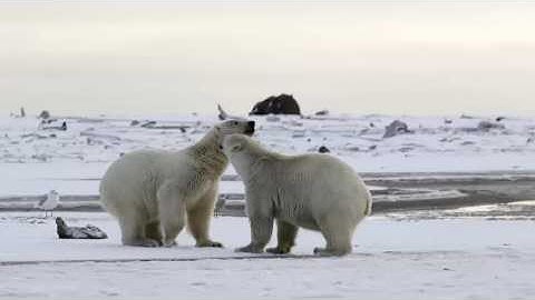 Video Hình ảnh và tiếng kêu của con gấu bắc cực, Xem Clip Gấu bắc Cực Cho bé