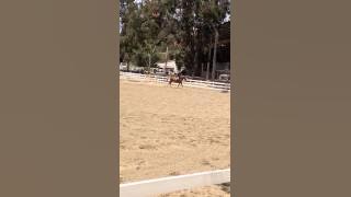 SOLD Dhijon - Pregreens March 2014