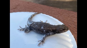Lizard Stuck on Glue Trap: The Great Lizard Rescue Part 2 of 2