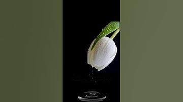 صباح الخير🤍اجمل حالات واتساب مقاطع قصيره🤍قران كريم سورة ق افعيينا بالخلق الاول🤍احمدالنفيس بدون حقوق