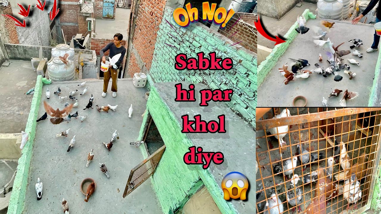 Aj sabhi gole kabutro ke par khol diyee 🔥|| maza agya aaj guyz ❤️😎