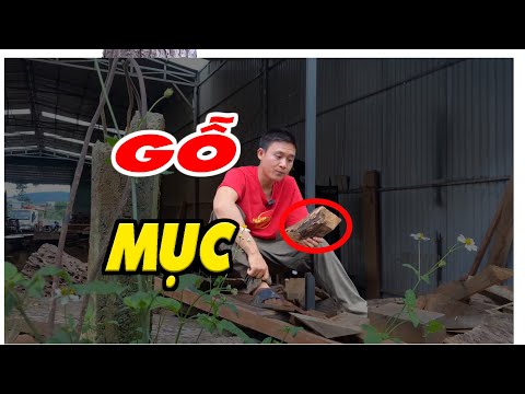 Video Vì sao gỗ lại mục và cách khắc phục đồ gỗ bị mục | Sơn... - youtube