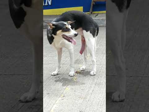 Video: Gabay Sa Kalusugan Ng Dog Penis: Lahat Ng Kailangan Mong Malaman