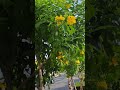 Hoa đẹp ven đường #bienvungtau #doisong #monngon
