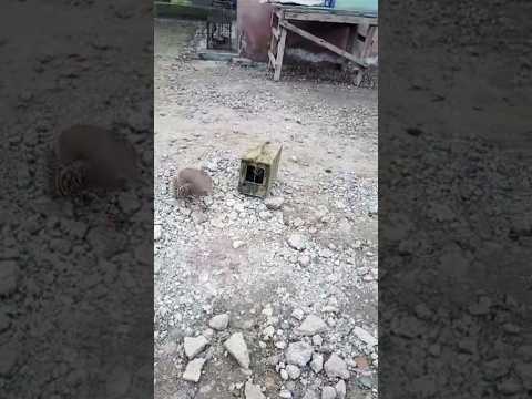 Кабки шикори ва