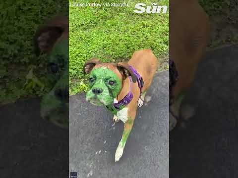 Dog resembles Incredible Hulk after getting a face full of algae water