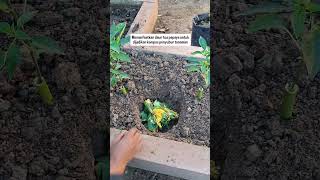 memanfaatkan daun tua tanaman untuk dijadikan kompos penyubur tanaman #berkebun #pertanian
