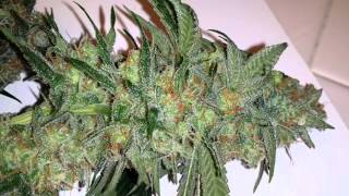 Nirvana's Ice Harvest