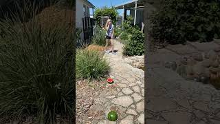 Girl wraps watermelon with rubber bands but it accidentally drop on the floor then bounces back