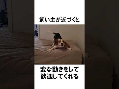 ビーグルあるある