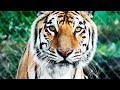 Парящий тигр — Русский трейлер (2022)
