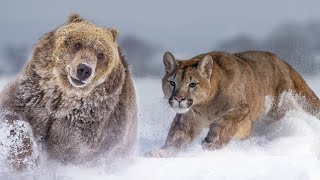 حتى الدب يخاف من هذا الحيوان المفترس | أسد الجبال يهاجم الحيوانات!!