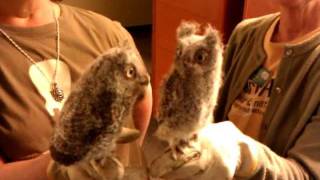 Super Cute Baby Screech Owls at Fontenelle Forest