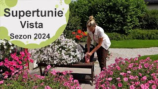 Supertunia Vista. Jak je sadzić, jak pielęgnować i jakie odmiany mamy do wyboru? Sezon 2024