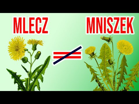 Wideo: Jak wygląda mniszek lekarski?