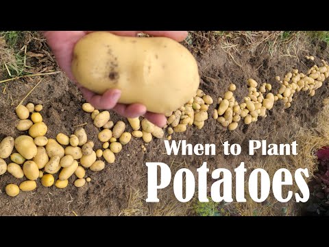 When Is The Best Time To Plant Potato Seeds