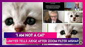 I M Not A Cat Us Lawyer S Zoom Catastrophe Youtube I M Not A Cat Us Lawyer S Zoom Catastrophe Youtube