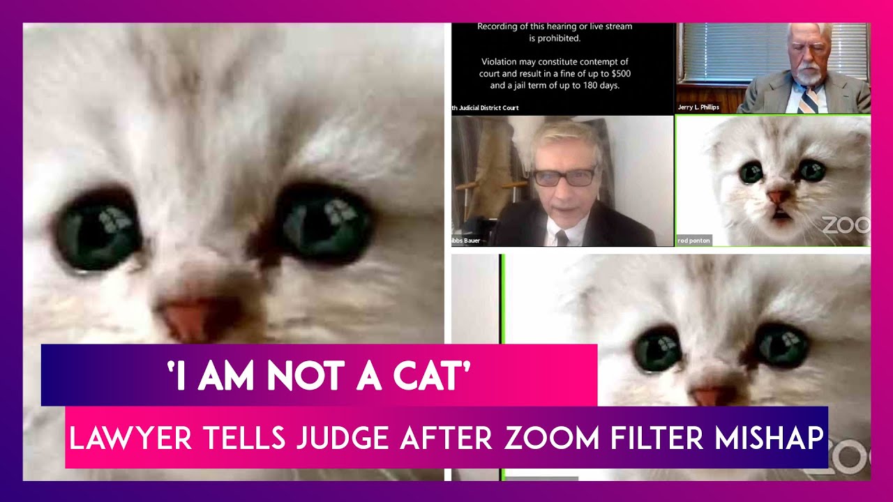 I Am Not A Cat Us Lawyer Tells Judge After A Zoom Filter Mishap During Online Court Session Youtube