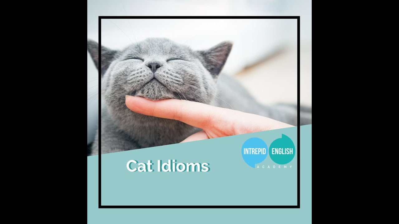 The Intrepid English Podcast - Cat Idioms 🐱 