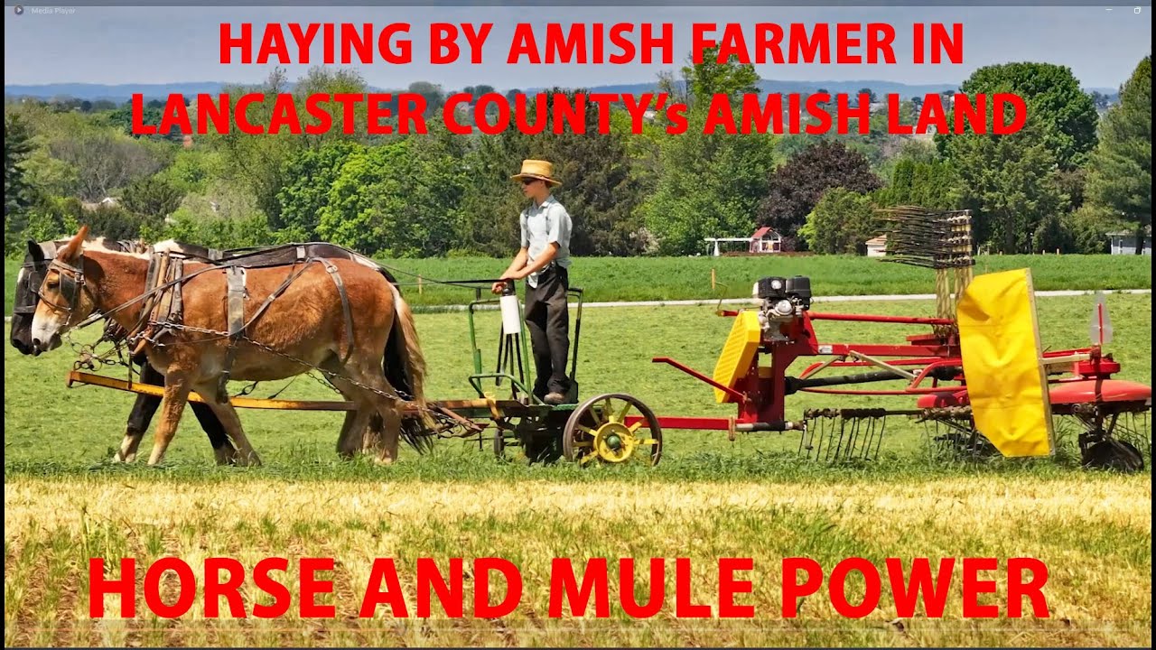 AMISH Farmer Making Balage From the Field to the Bag...Mowing, Tedding, Raking, Baling, and Wrapping