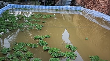 Giao Ốc Bươu Đen Giống Cho Khách Nuôi Trong Chuồng Heo Cũ Ở Đức Hòa Long An - Trại Ốc Văn Hải