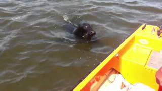 Wilde zeehond voeren in de haven van Den Helder