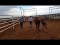 Foal Heat! | Breeding Skippy | Registered Quarter horse stud