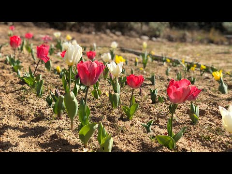 Video: Puoi trapiantare i tulipani in fiore?