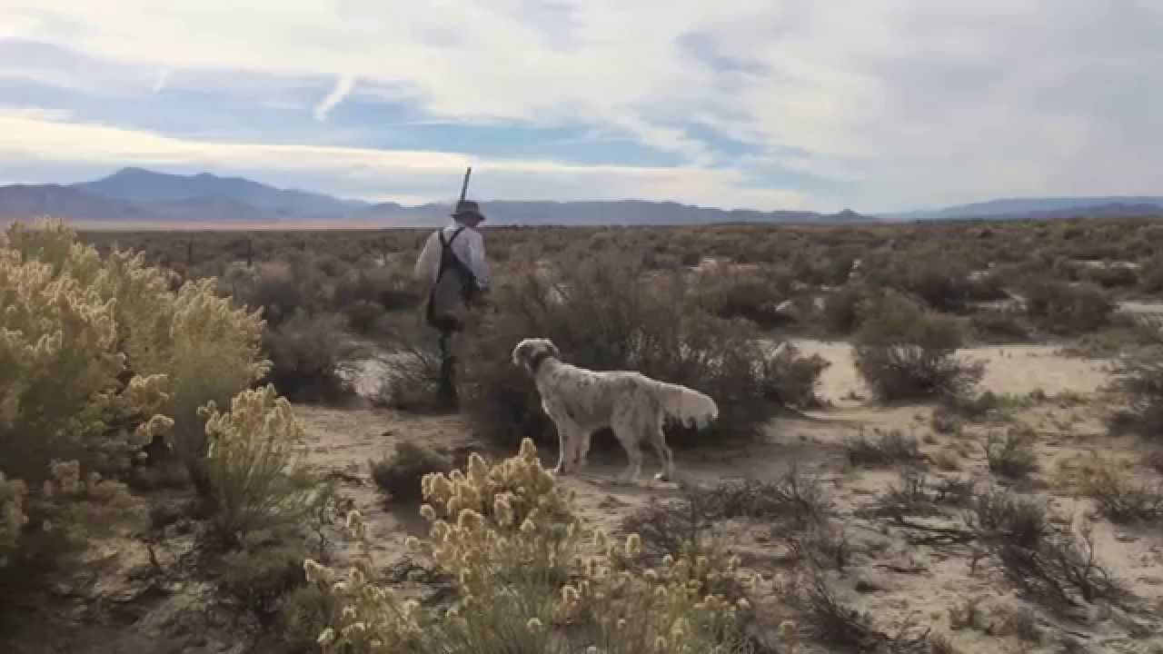 Higgins Gundogs: Gorgeous George