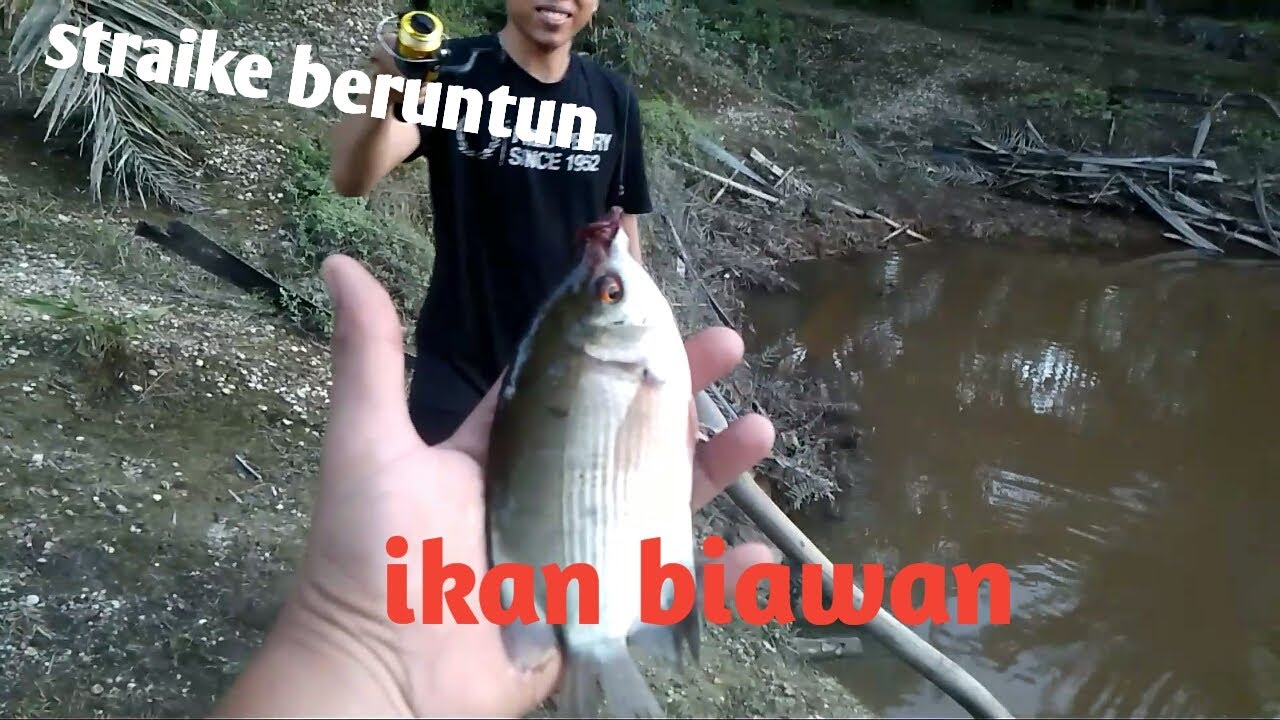 Strike beruntun ikan biawan
