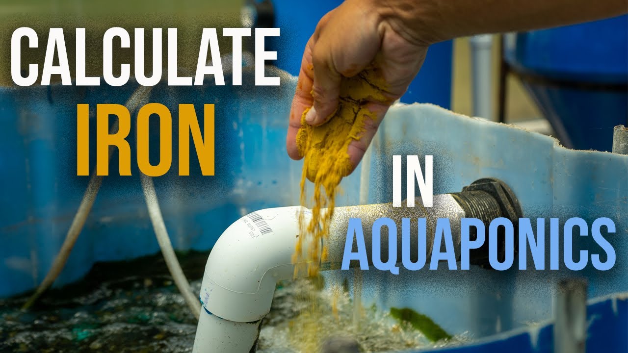 EASIEST WAY to calculate iron supplement in aquaponics! YouTube