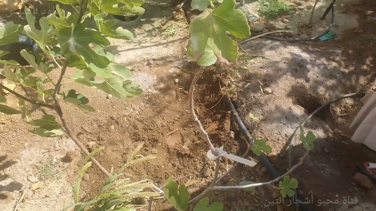 علاج فعال ومجاني للقضاء على النيماتودا Effective and free treatment to eliminate nematodes