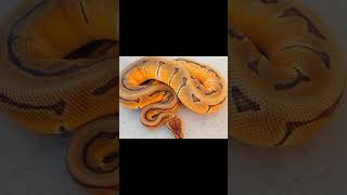 watch till the end #ballpython #morph #rare