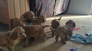 Cockapoo Puppies Playing