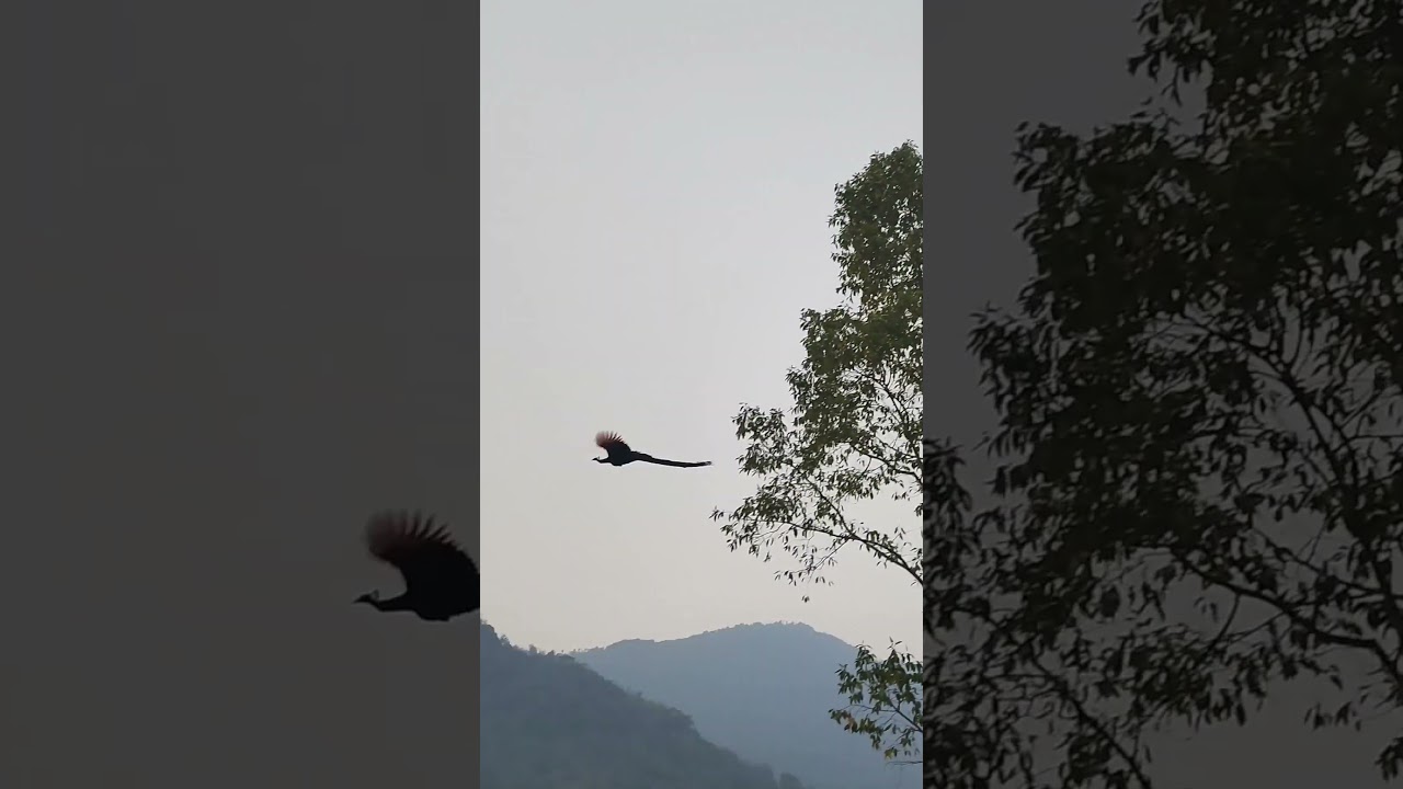 শুনুন আর দেখুন একটি ময়ূর ডাক দিতে দিতে উড়ে যাচ্ছে