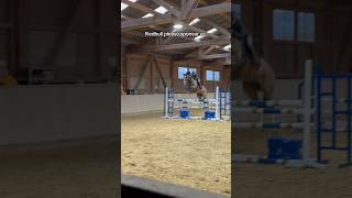 Guess how high? #horse #equestrian #horseriding #viralshorts #amazing ctto:showjumper_arezzo.minos