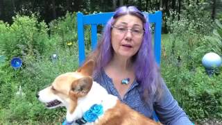 #93 SIBLING RIVALRY FLOWER ESSENCE - CONVERSATIONS WITH A CORGI Ep. 93