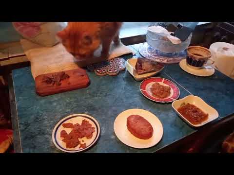 Шведский стол для котов  1 серия